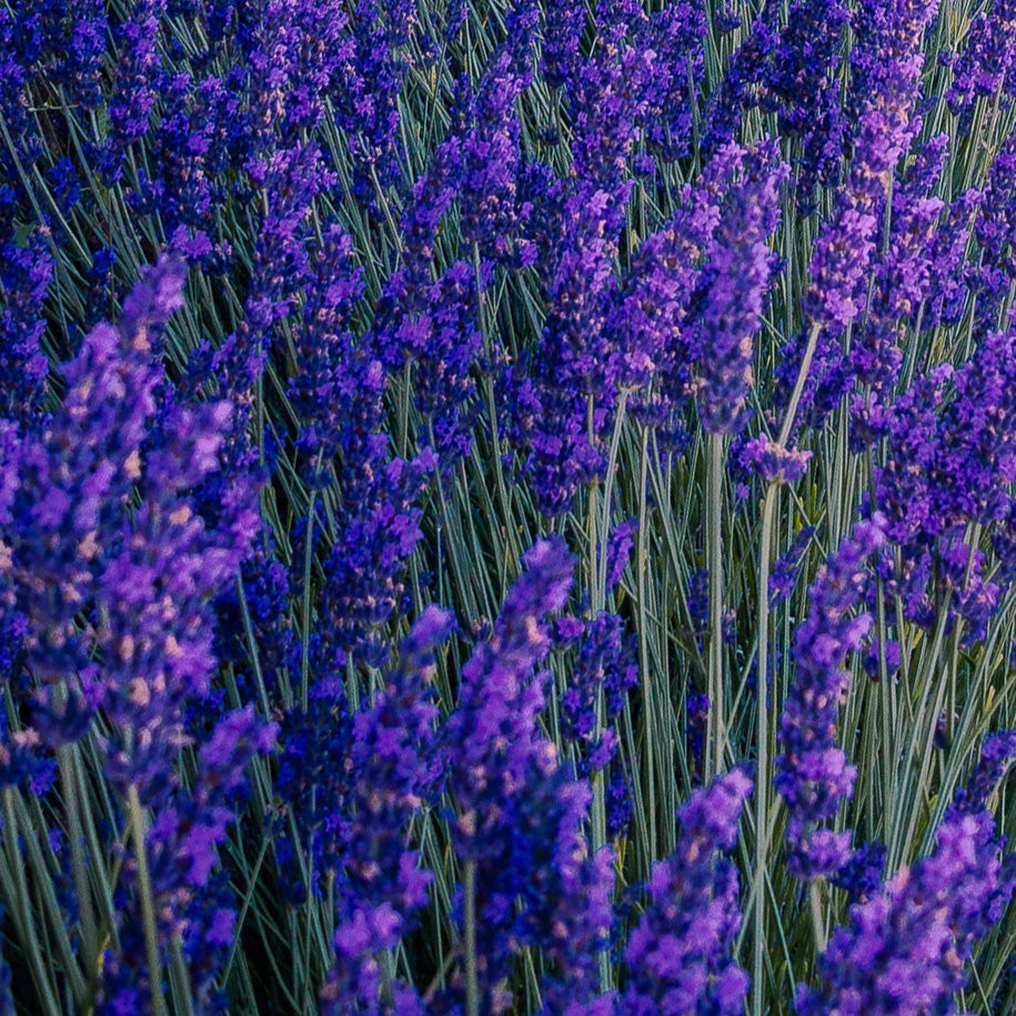 Lavender Love Beauty Planet lavender-love-beauty-planet