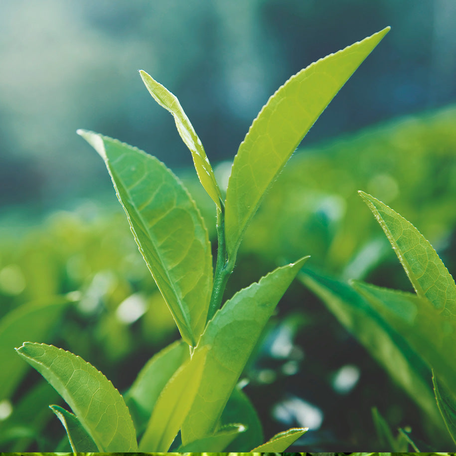 Tea Tree Oil, Peppermint & Vetiver