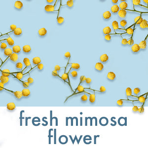  Fresh Mimosa Flower  