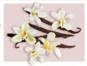  Vanilla Beans For Energizing The Body 
